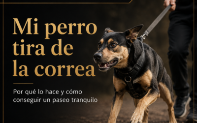 Mi perro tira de la correa, por qué lo hace y cómo conseguir un paseo tranquilo