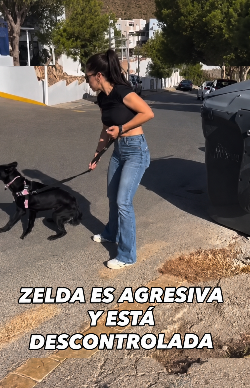 perro desobedece a su dueña antes del adiestrammiento de Leal Canino