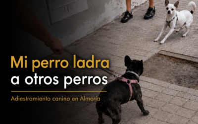 Mi perro ladra a otros perros, causas y cómo solucionarlo