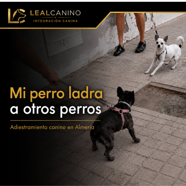 Mi perro ladra a otros perros, causas y cómo solucionarlo