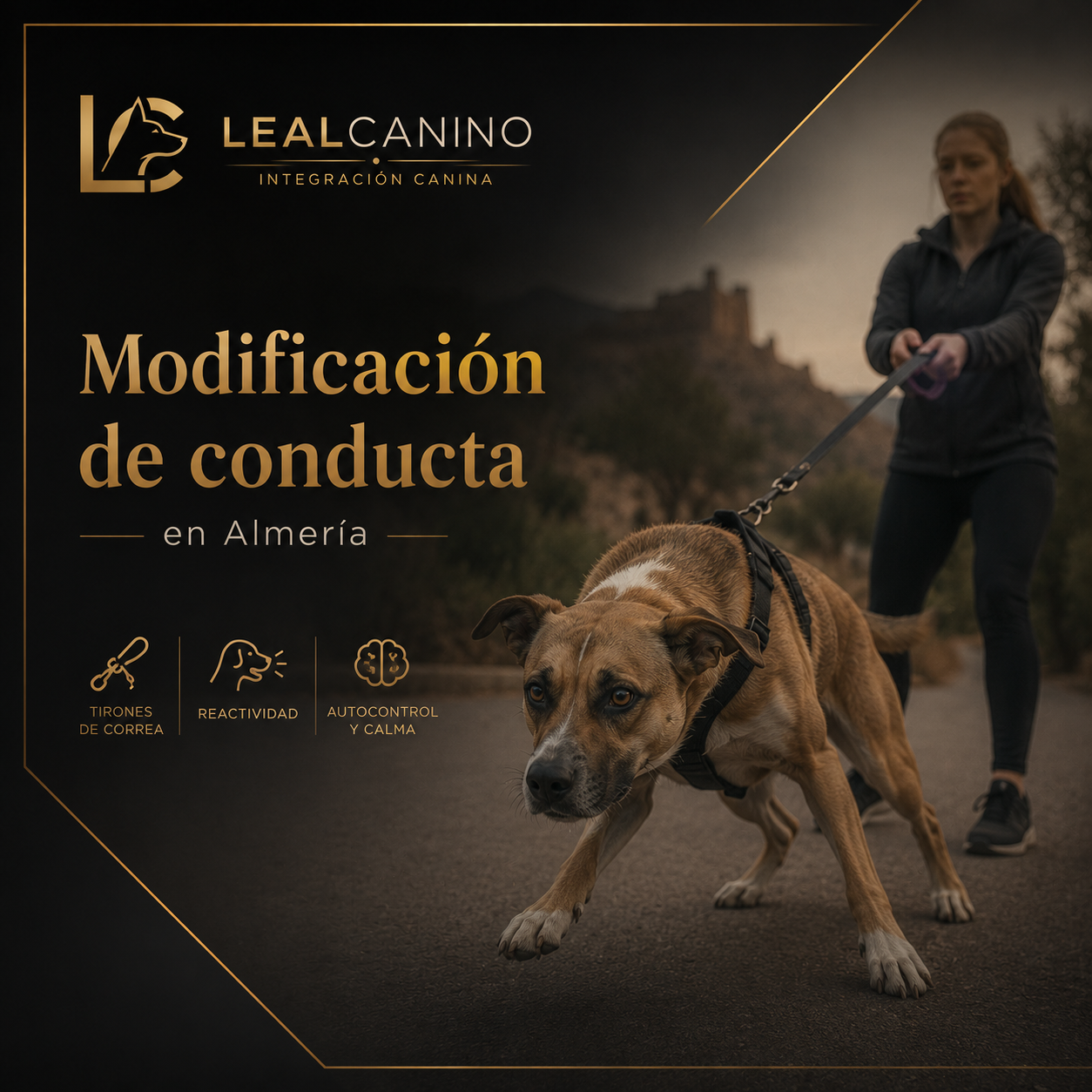 un perro de conducta agresiva   sujeto por su due´ño. Leal Canino